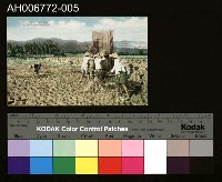 藏品(臺北風景臺北農村的收穫明信片 (昭和年))的圖片